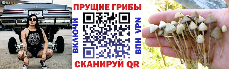 Купить закладки  Каменка  Галлюциногенные грибы Cubensis 